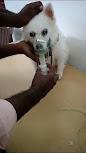 pet clinic hospital in Ramanathapuram,top  pet clinic center near me  in Ramanathapuram, popular pet clinic therapist near me in Ramanathapuram,animals doctorctor in Ramanathapuram