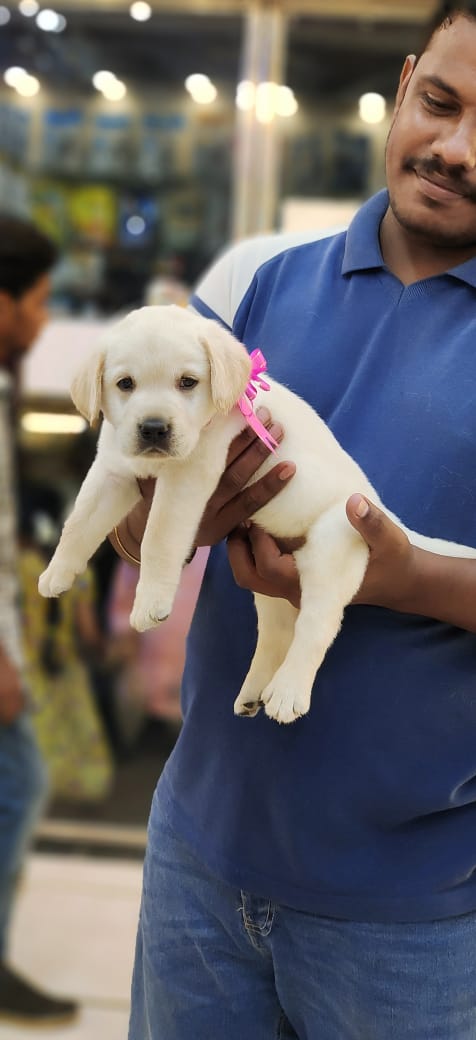 pet clinic hospital in Chennai,top  pet clinic center near me  in Chennai, popular pet clinic therapist near me in Chennai,animals doctorctor in Chennai