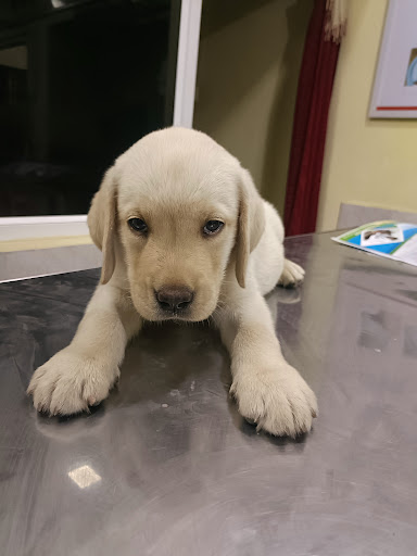 pet clinic hospital in Dindigul,top  pet clinic center near me  in Dindigul, popular pet clinic therapist near me in Dindigul,animals doctorctor in Dindigul