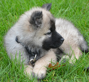 pet clinic hospital in Karur,top  pet clinic center near me  in Karur, popular pet clinic therapist near me in Karur,animals doctorctor in Karur