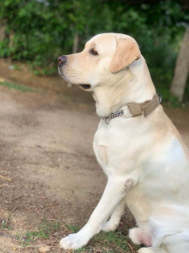 pet clinic hospital in Vellore,top  pet clinic center near me  in Vellore, popular pet clinic therapist near me in Vellore,animals doctorctor in Vellore